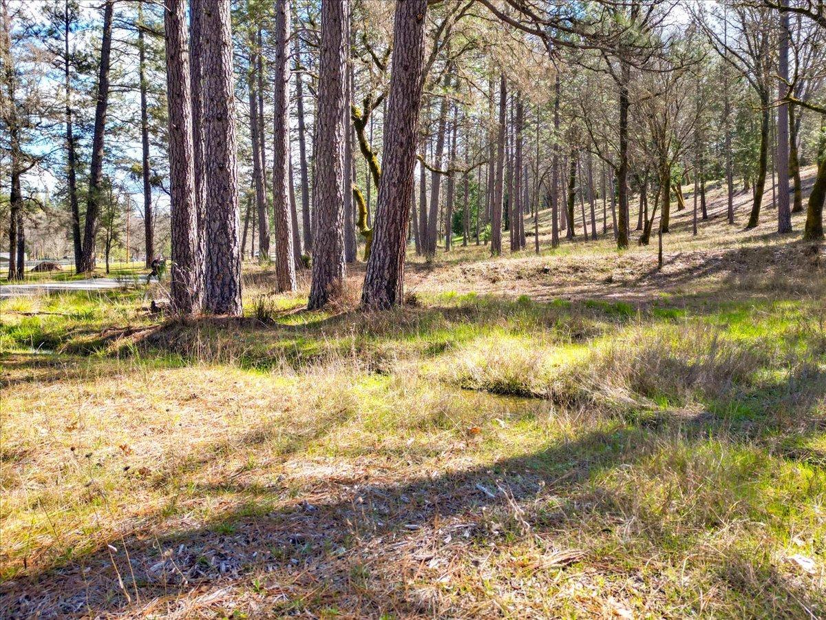 12787 Mystic Mine Road Nevada City, CA 95959 - Photo 41 of 80 a view of a yard with trees