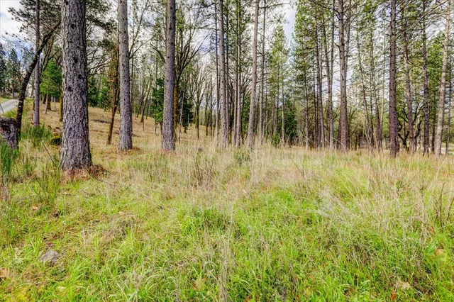 a view of a yard with trees