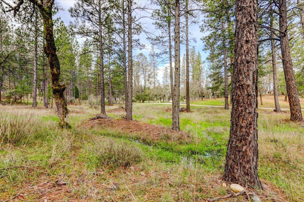 12787 Mystic Mine Road Nevada City, CA 95959 - Photo 54 of 80 a view of a yard with plants and trees