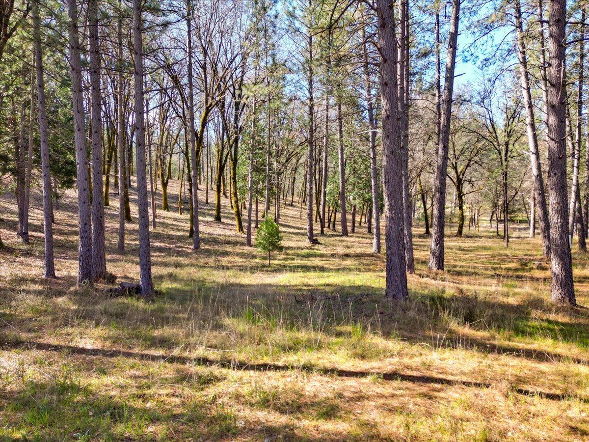 12787 Mystic Mine Road Nevada City, CA 95959 - Photo 6 of 80 a view of a yard with large trees