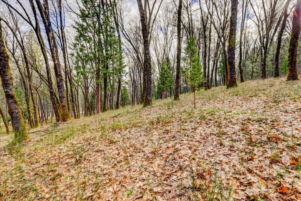 12787 Mystic Mine Road Nevada City, CA 95959 - Photo 62 of 80 a view of a yard with large trees