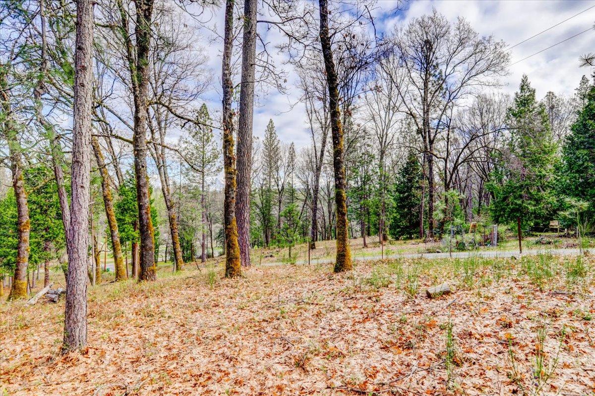 12787 Mystic Mine Road Nevada City, CA 95959 - Photo 67 of 80 a view of a yard with trees