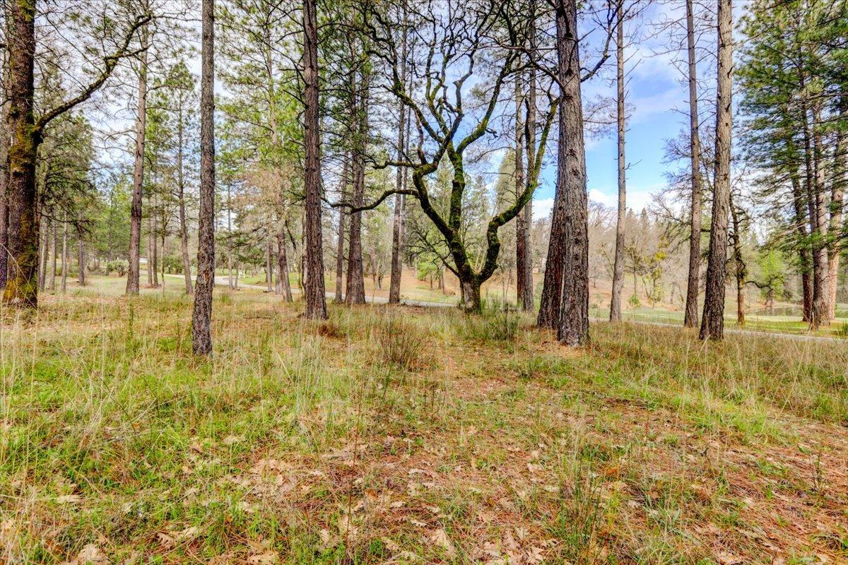 12787 Mystic Mine Road Nevada City, CA 95959 - Photo 7 of 80 a view of yard with trees