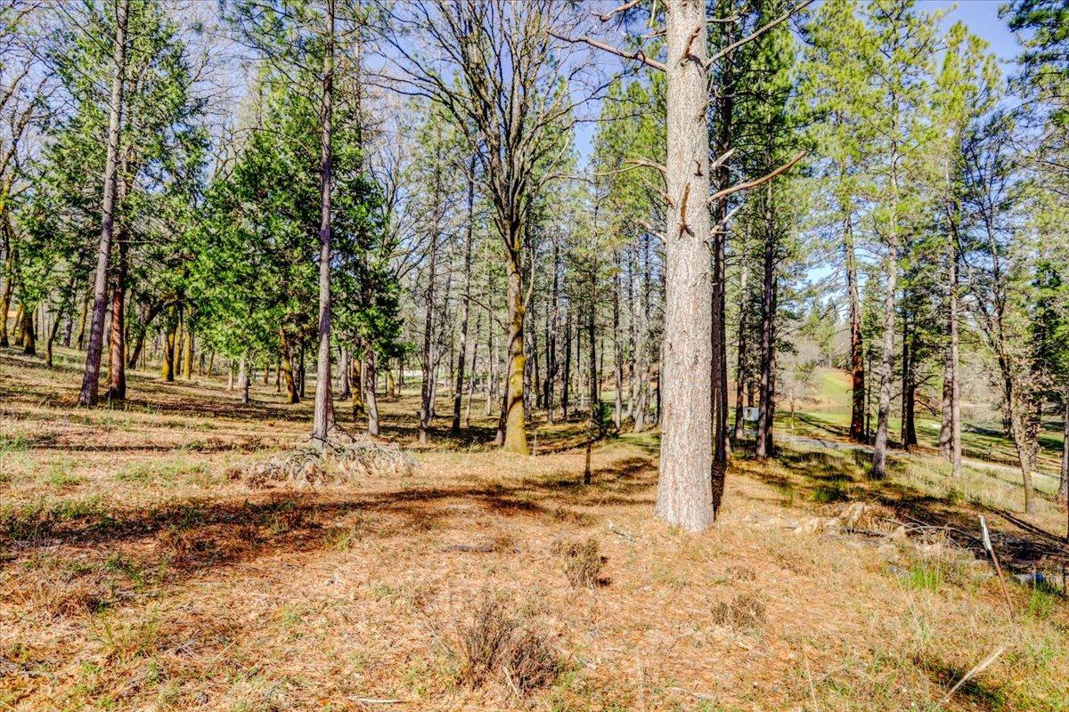 12787 Mystic Mine Road Nevada City, CA 95959 - Photo 72 of 80 a view of dirt yard with a large tree