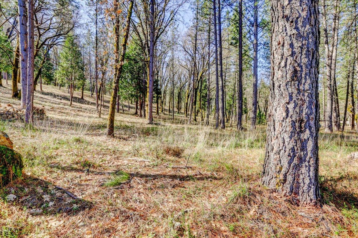 12787 Mystic Mine Road Nevada City, CA 95959 - Photo 73 of 80 a backyard of a house with lots of green space