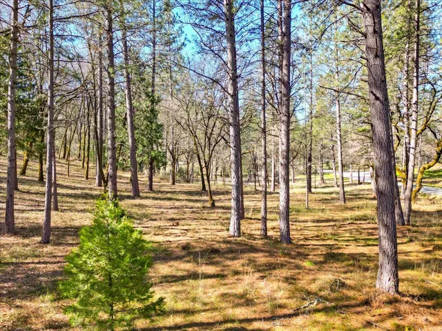 a view of a bunch of trees and bushes
