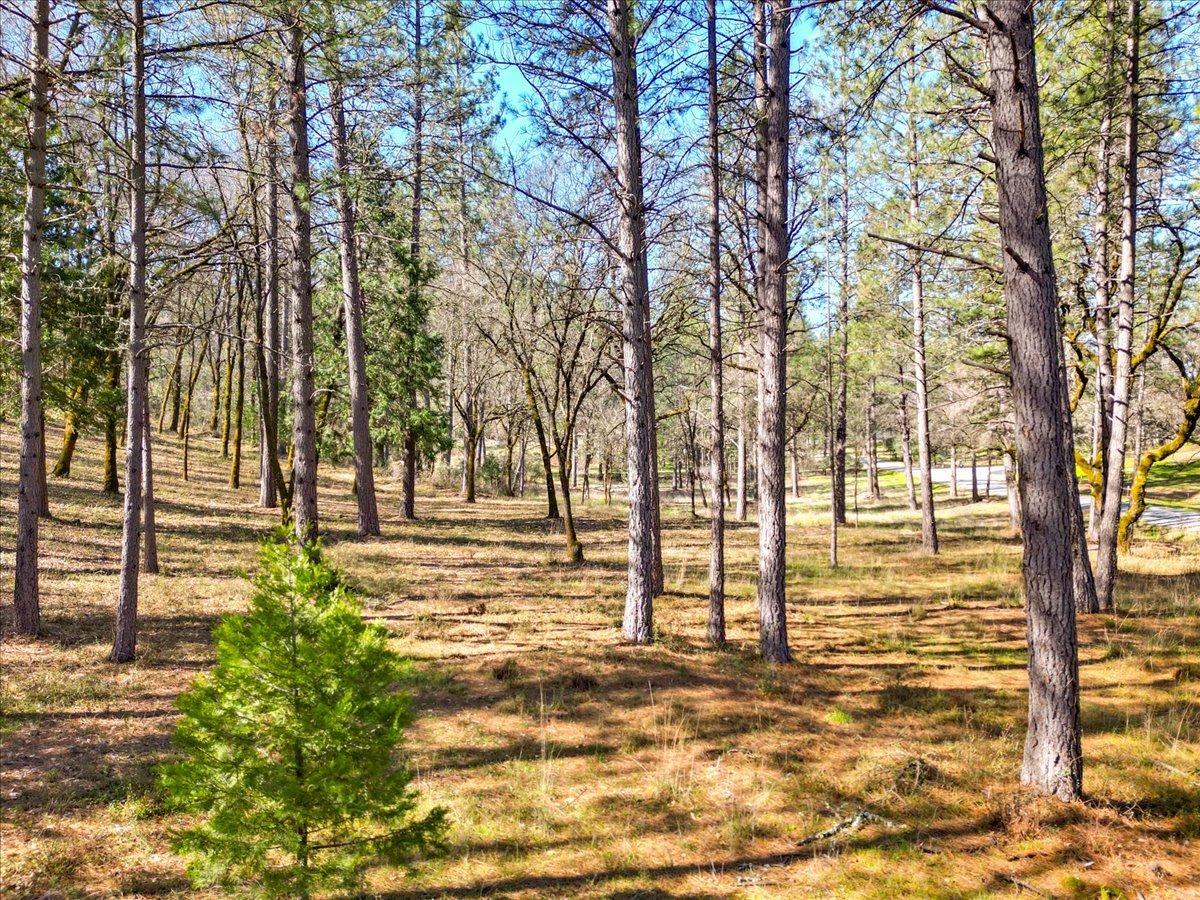 12787 Mystic Mine Road Nevada City, CA 95959 - Photo 8 of 80 a view of a yard with trees
