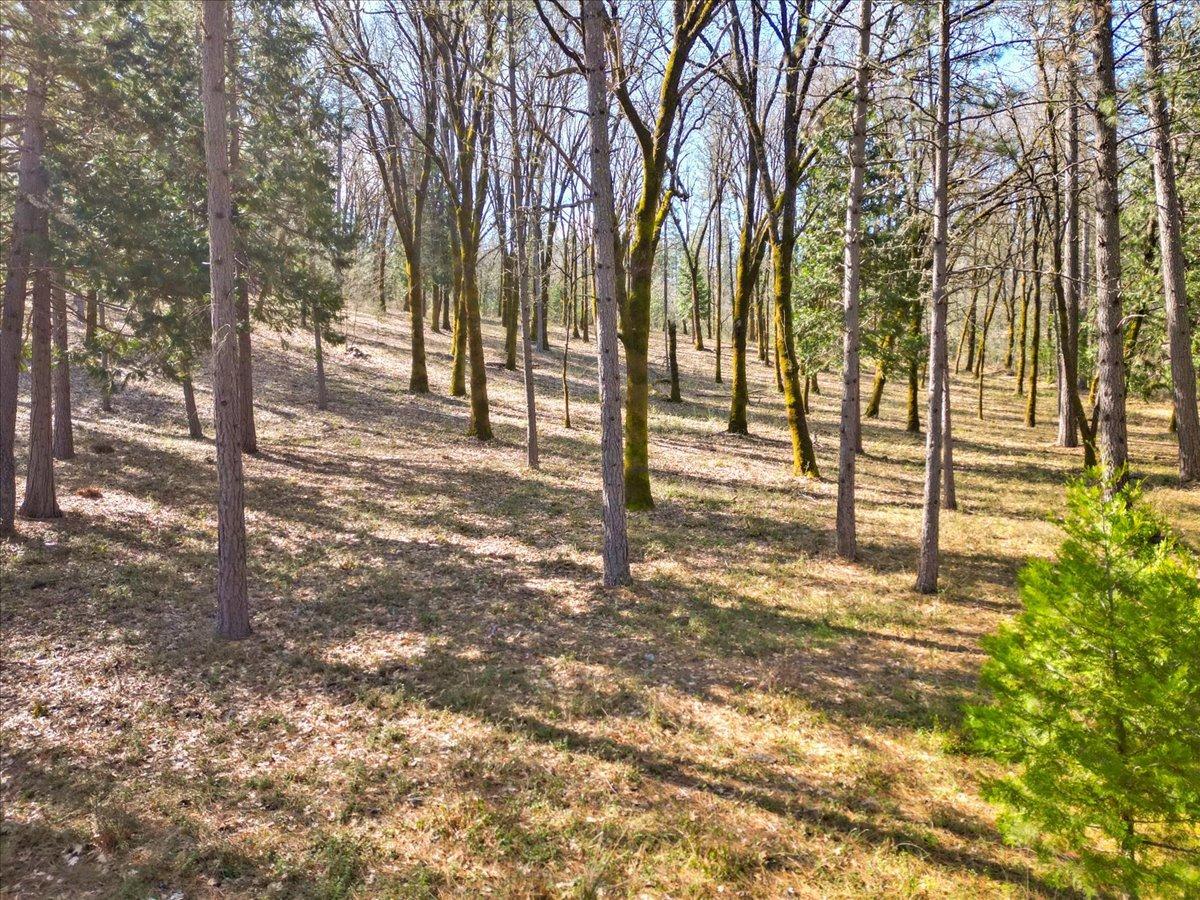 12787 Mystic Mine Road Nevada City, CA 95959 - Photo 9 of 80 a view of a trees with yard