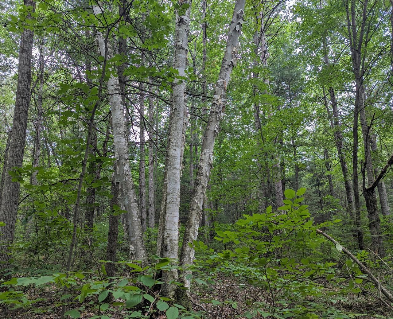 0 Cth Y Tomahawk, WI 54487 - Photo 11 of 17 Gallery Image 11