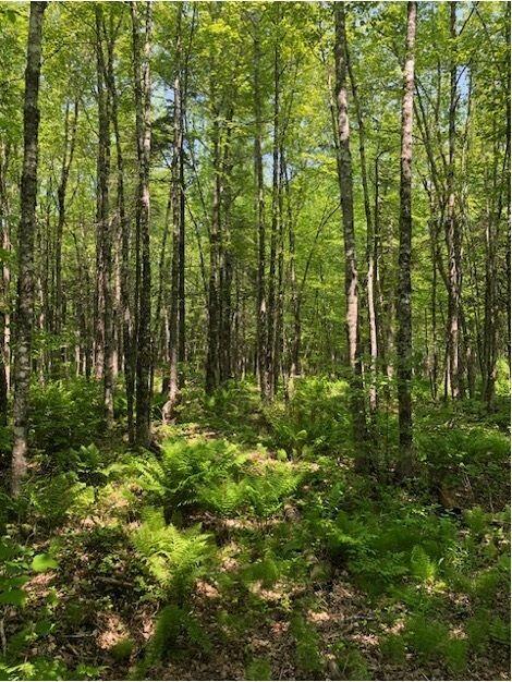 387 Smith Ridge Road Dennysville, ME 04628 - Photo 4 of 36