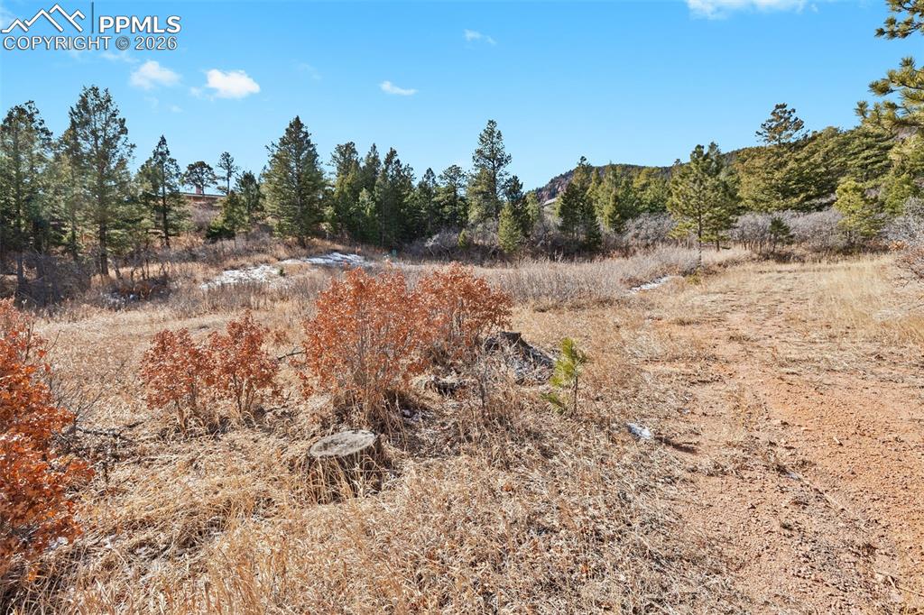 4549 Redstone Ridge Road Monument, CO 80132 - Photo 50 of 50 a view of a dry yard with trees in the background