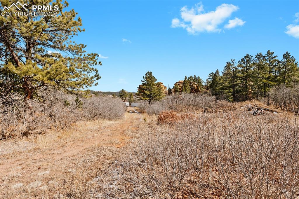 4549 Redstone Ridge Road Monument, CO 80132 - Photo 5 of 50 a view of a dry yard with lots of bushes