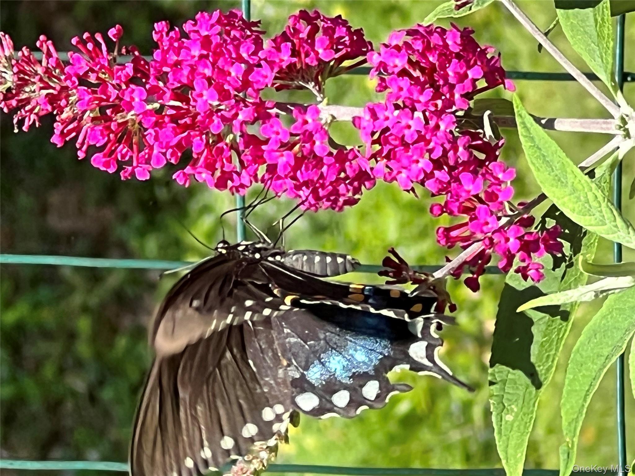 404 John Joy Road Saugerties, NY 12477 - Photo 3 of 50 a view of a flower