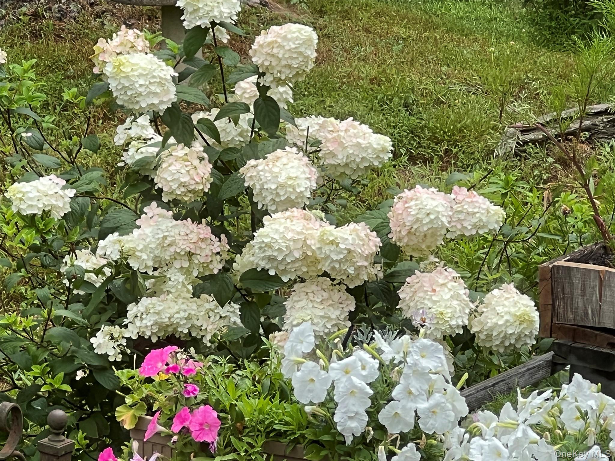 404 John Joy Road Saugerties, NY 12477 - Photo 33 of 50 a bunch of flowers with white flowers
