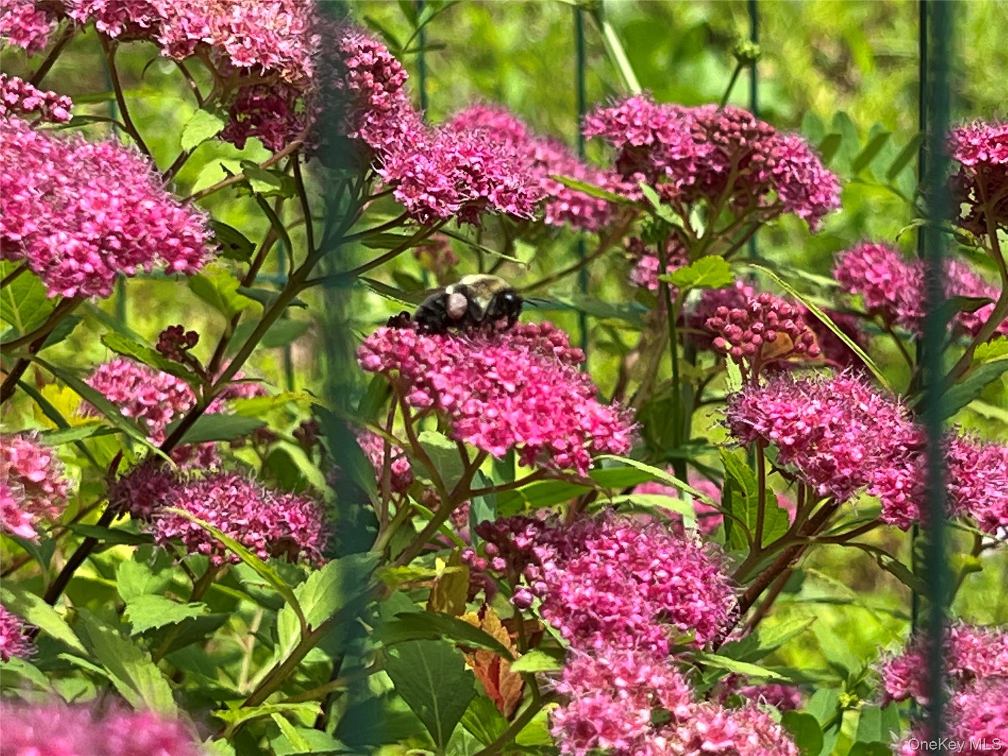 404 John Joy Road Saugerties, NY 12477 - Photo 36 of 50 a view of a flower