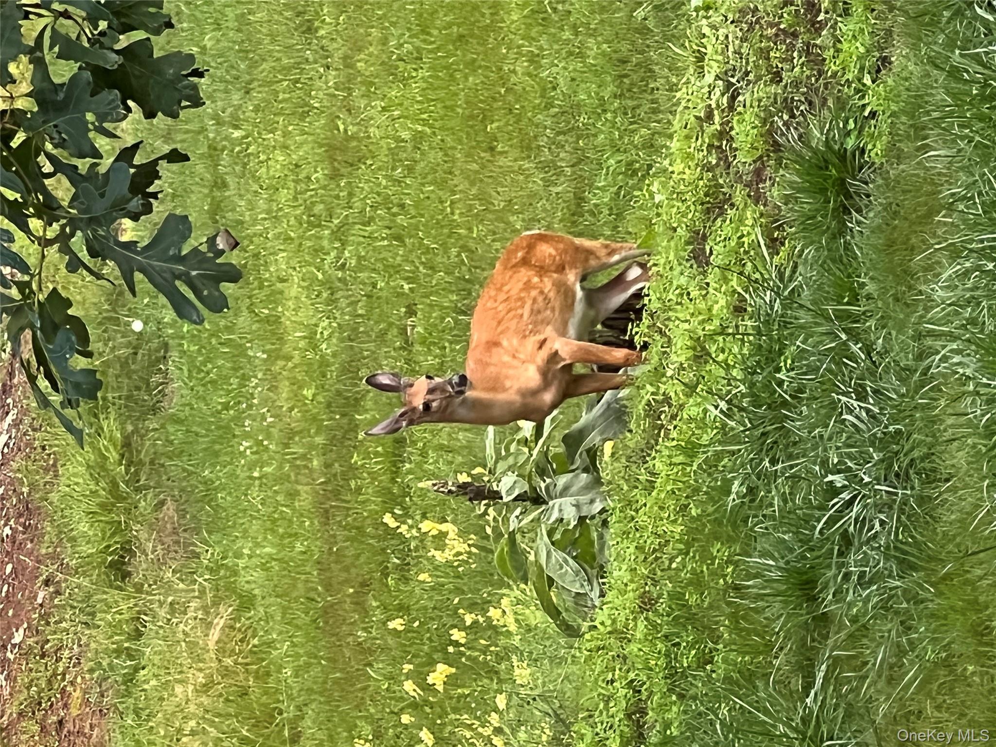 404 John Joy Road Saugerties, NY 12477 - Photo 38 of 50 a wooden bench sitting in middle of a forest