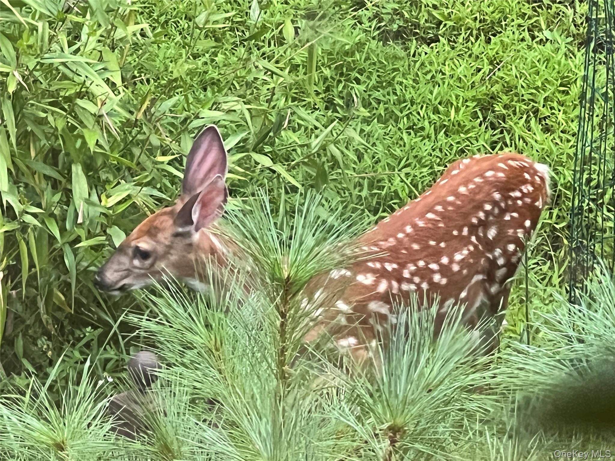 404 John Joy Road Saugerties, NY 12477 - Photo 39 of 50 a backyard of a house with lots of green space and a fountain