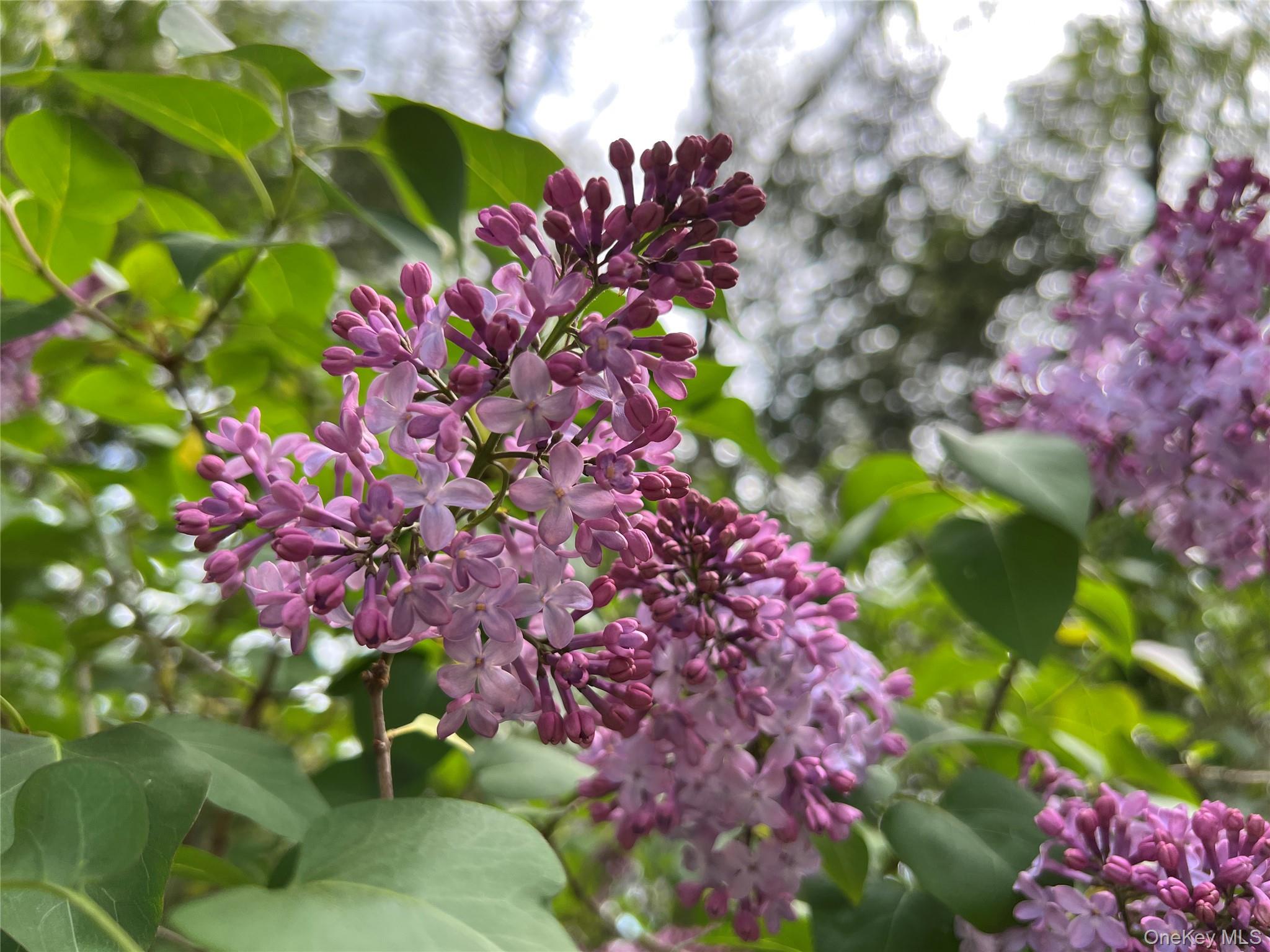 404 John Joy Road Saugerties, NY 12477 - Photo 47 of 50 a picture of flowers