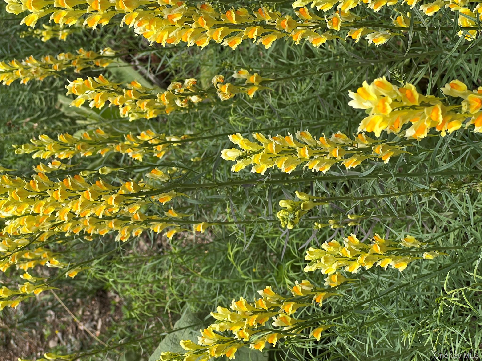 404 John Joy Road Saugerties, NY 12477 - Photo 48 of 50 a view of a tree with plants