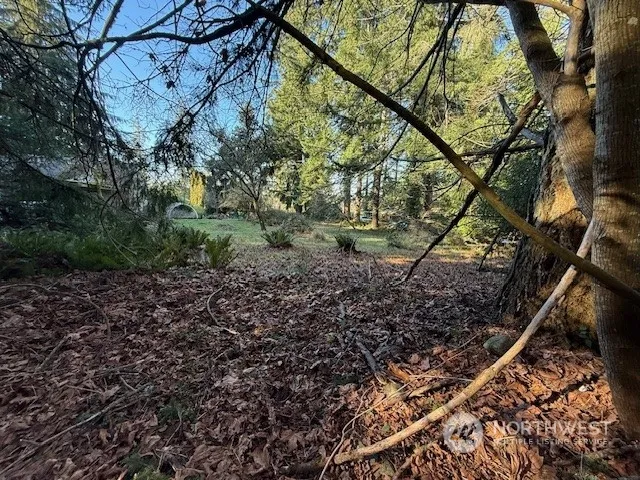 a view of a yard with plants and a tree