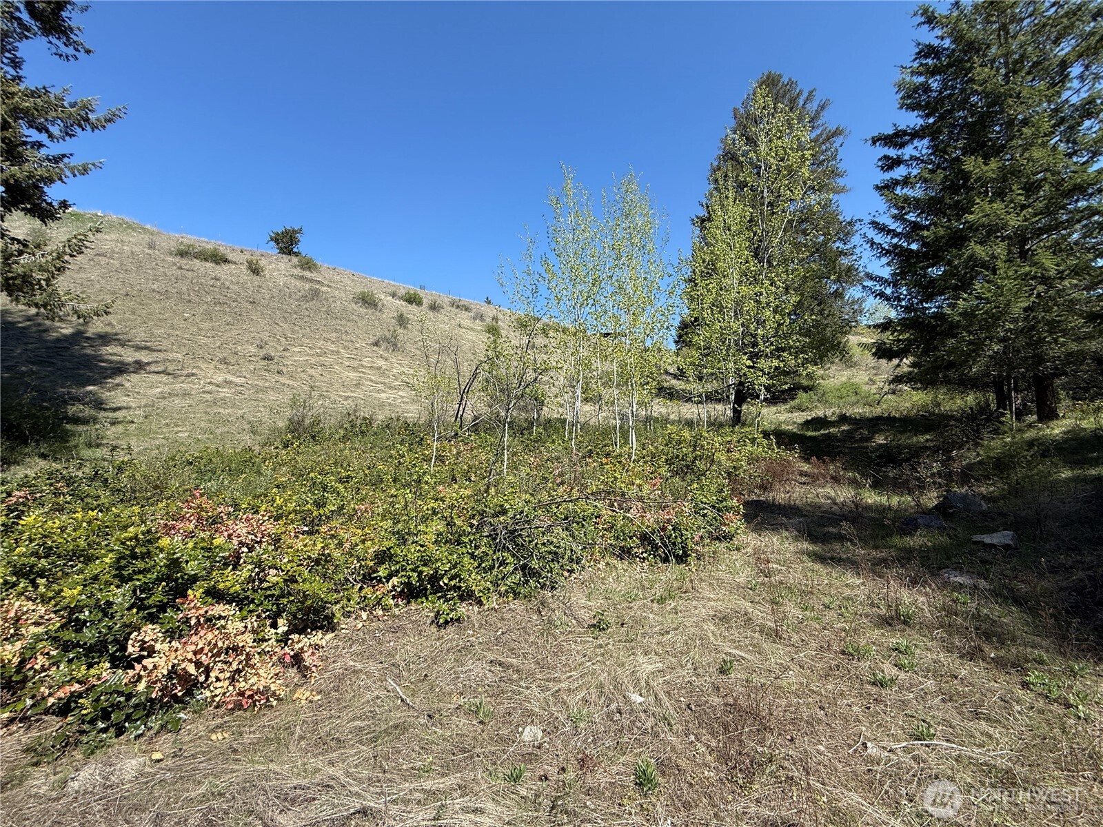 26 Grandview Road Curlew, WA 99118 - Photo 18 of 34 a view of a yard with trees
