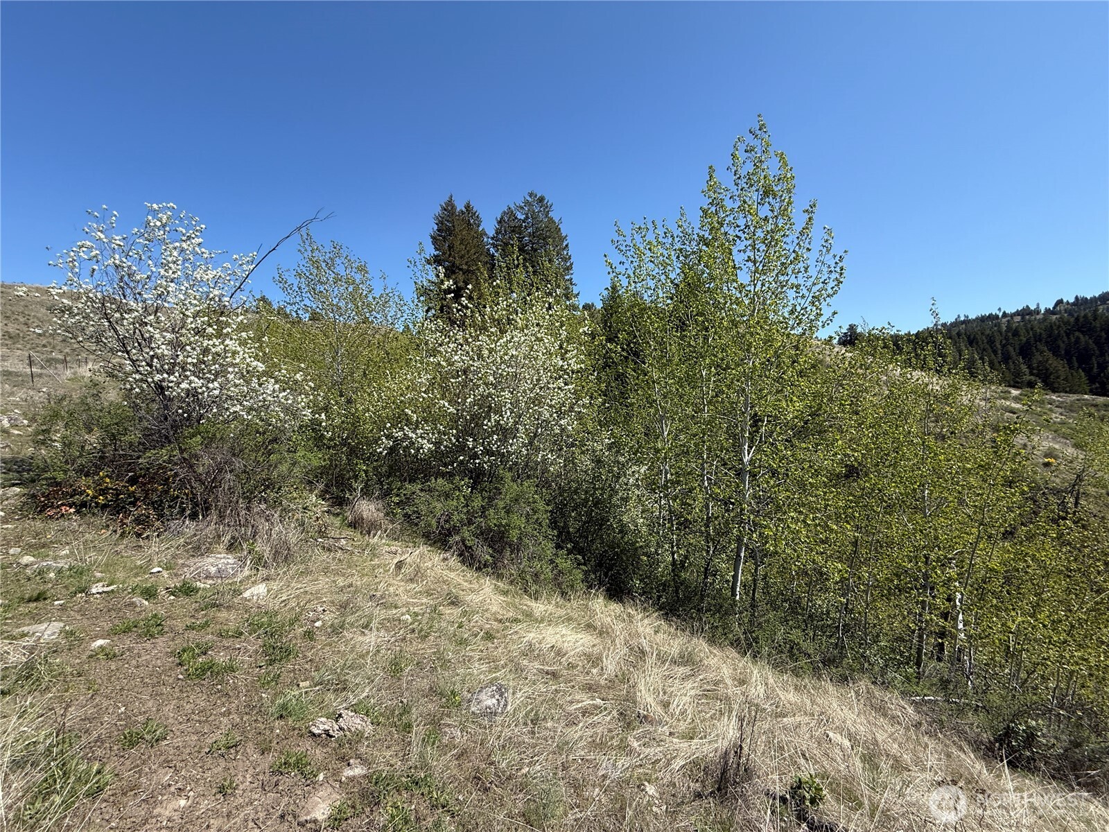 26 Grandview Road Curlew, WA 99118 - Photo 25 of 34 a view of a yard with a tree