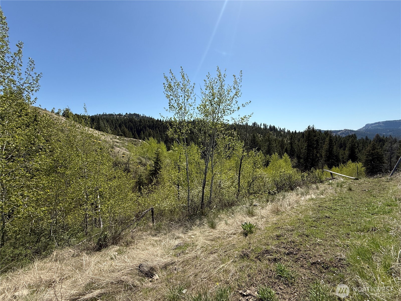26 Grandview Road Curlew, WA 99118 - Photo 26 of 34 a view of a yard with a tree