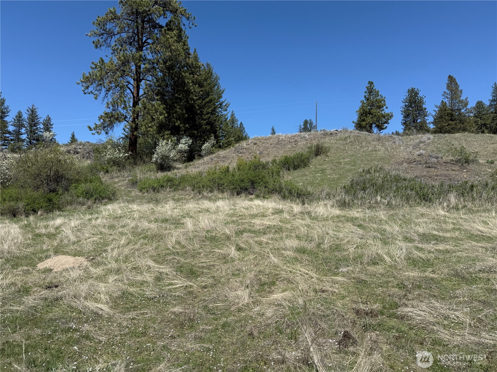 26 Grandview Road Curlew, WA 99118 - Photo 33 of 34 a view of a dry yard with trees