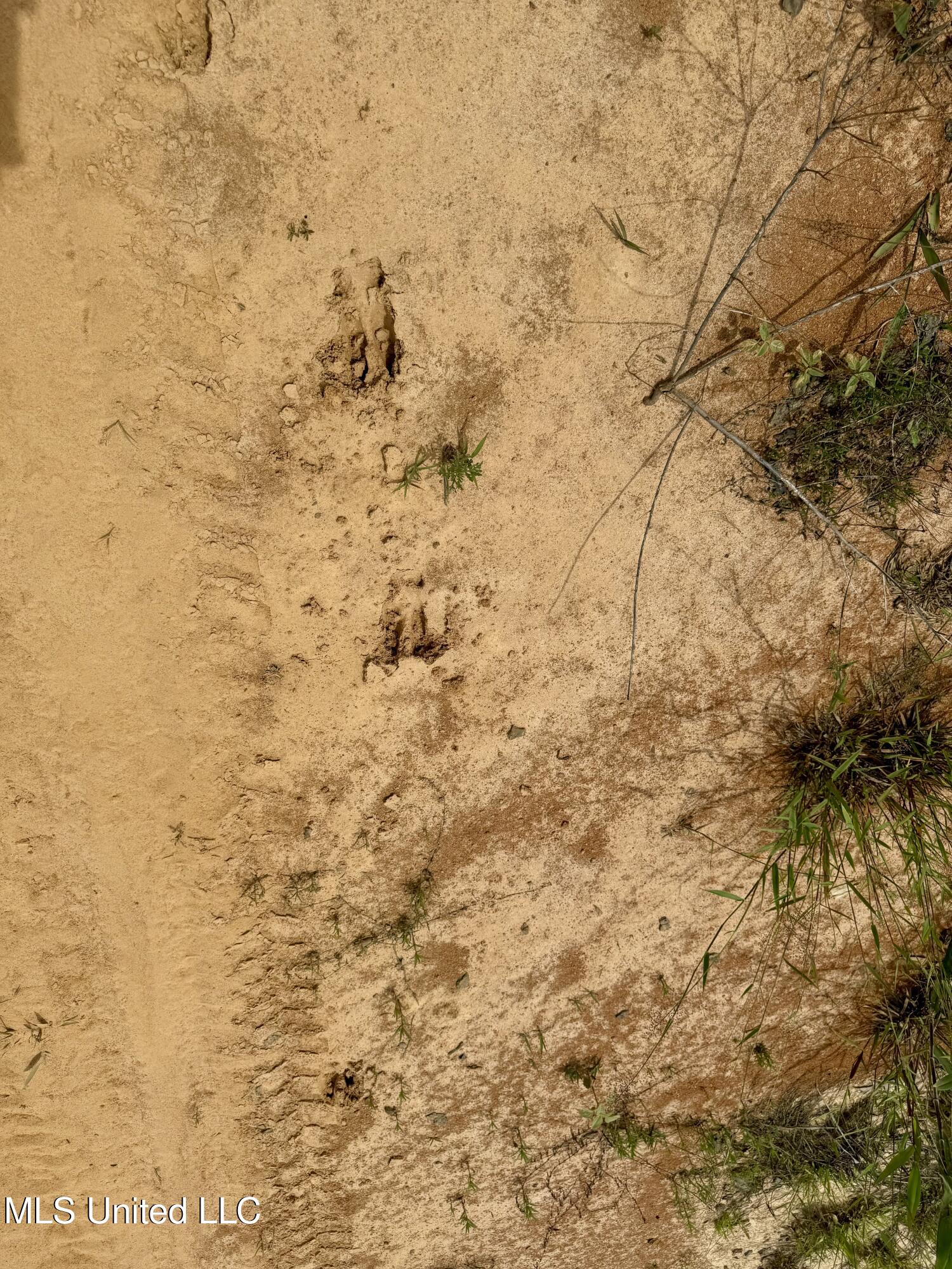 Rockport Rd Road McCool, MS 39108 - Photo 10 of 18 IMG_0965