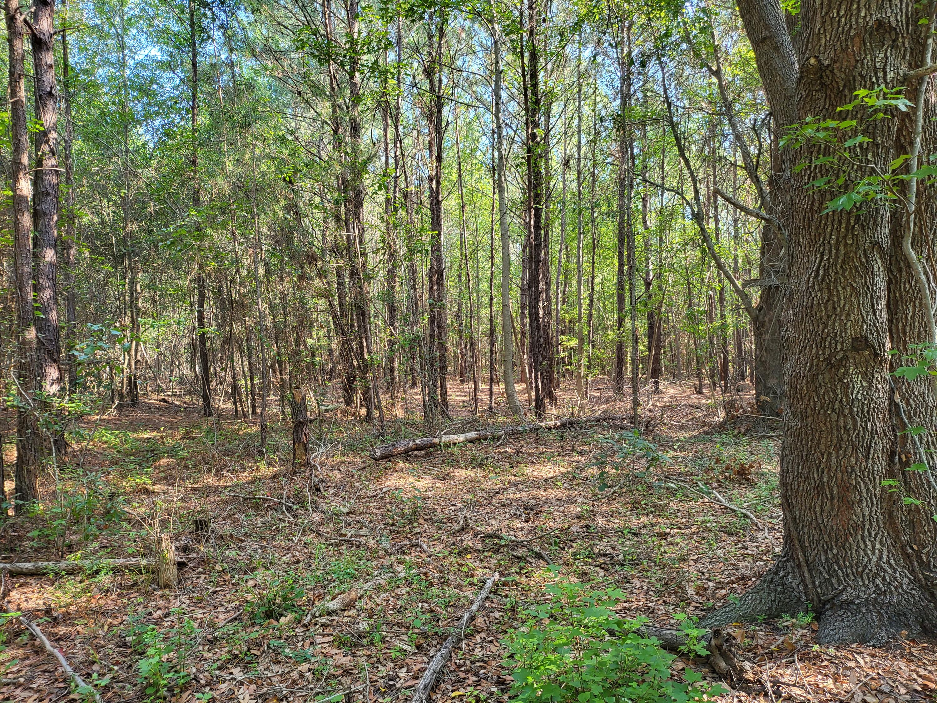 0 Old Mill Road St. Stephen, SC 29479 - Photo 1 of 6 20220623_091008