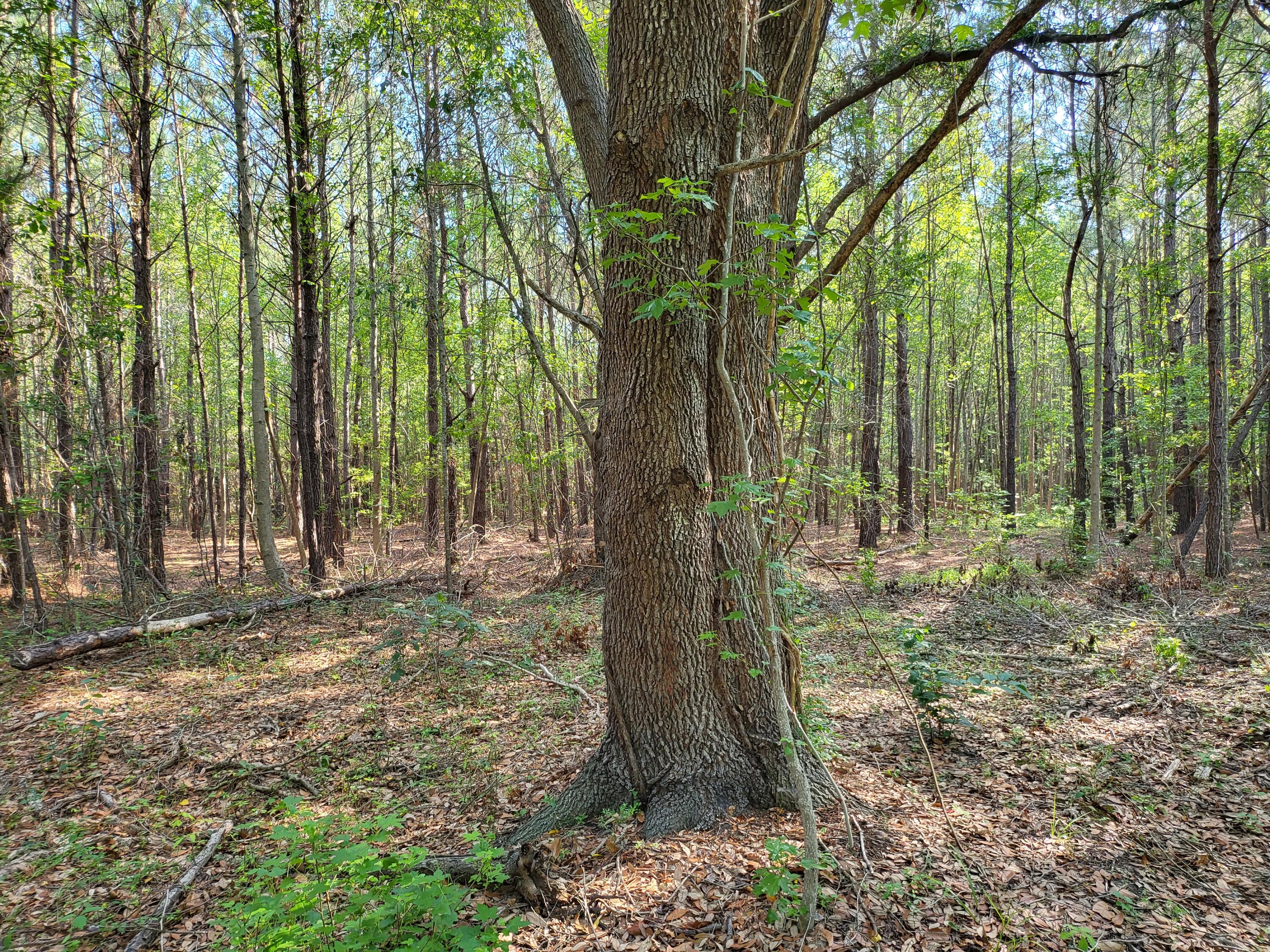 0 Old Mill Road St. Stephen, SC 29479 - Photo 2 of 6 20220623_091010