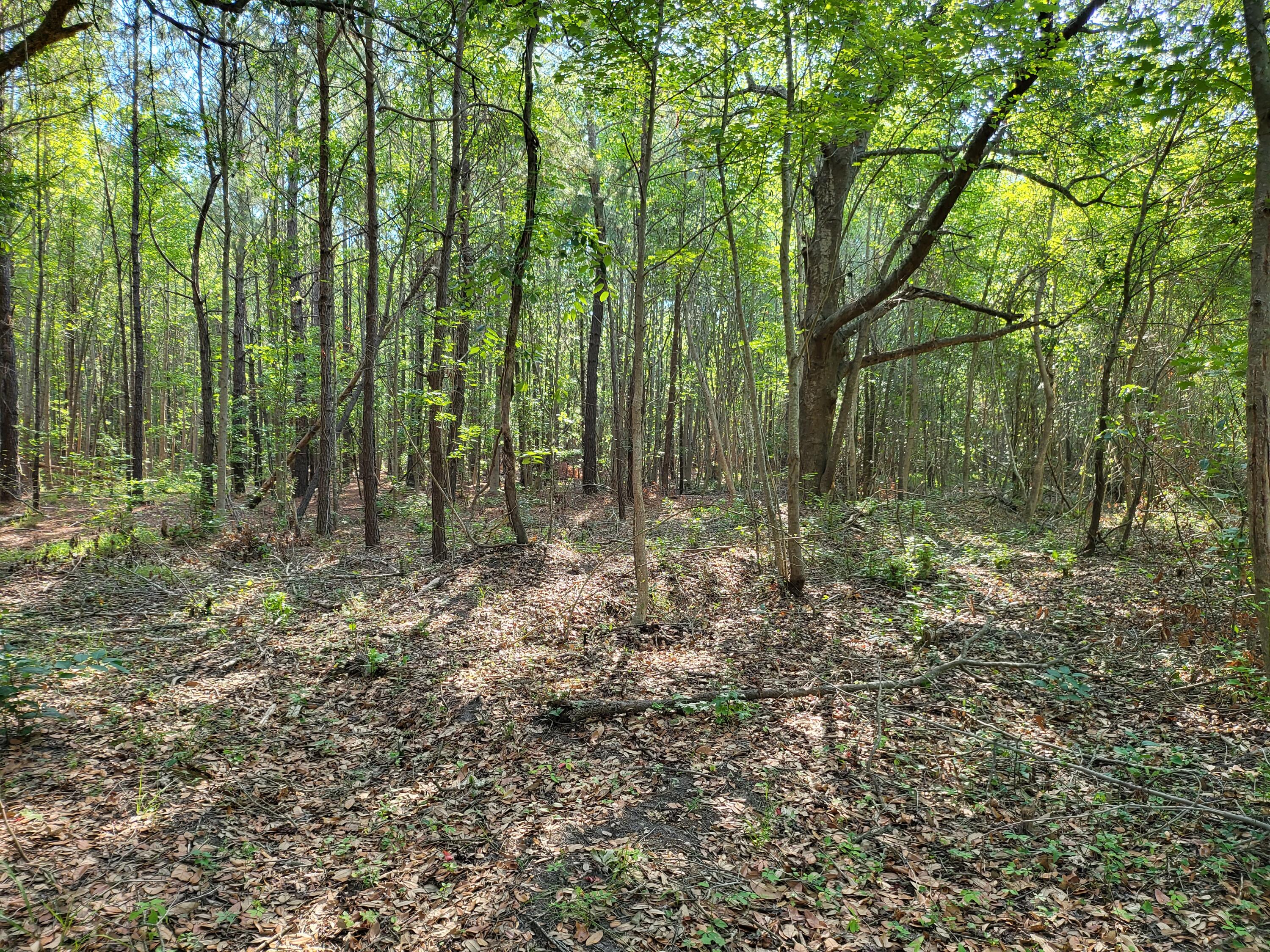 0 Old Mill Road St. Stephen, SC 29479 - Photo 3 of 6 20220623_091013