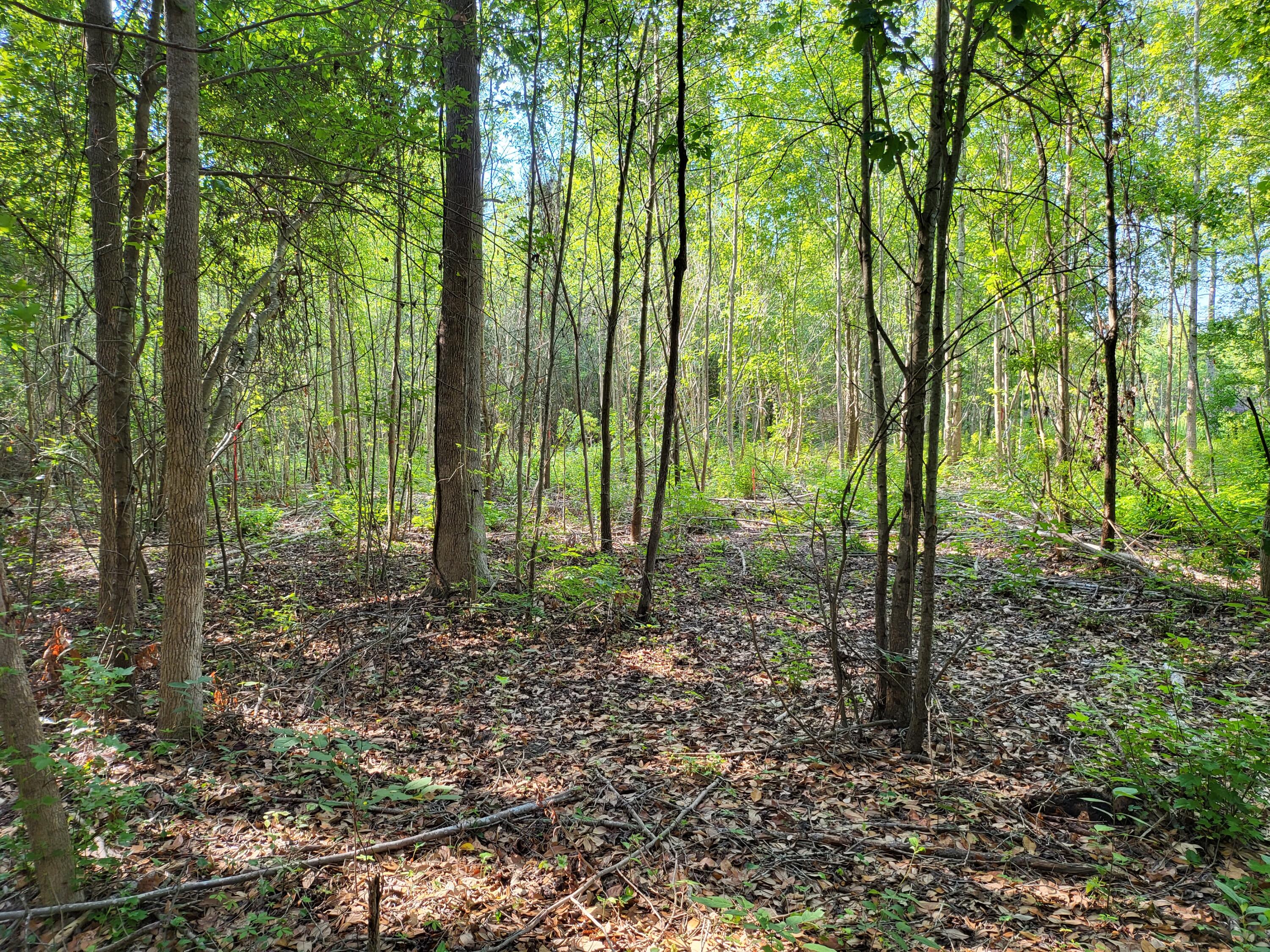 0 Old Mill Road St. Stephen, SC 29479 - Photo 4 of 6 20220623_091025