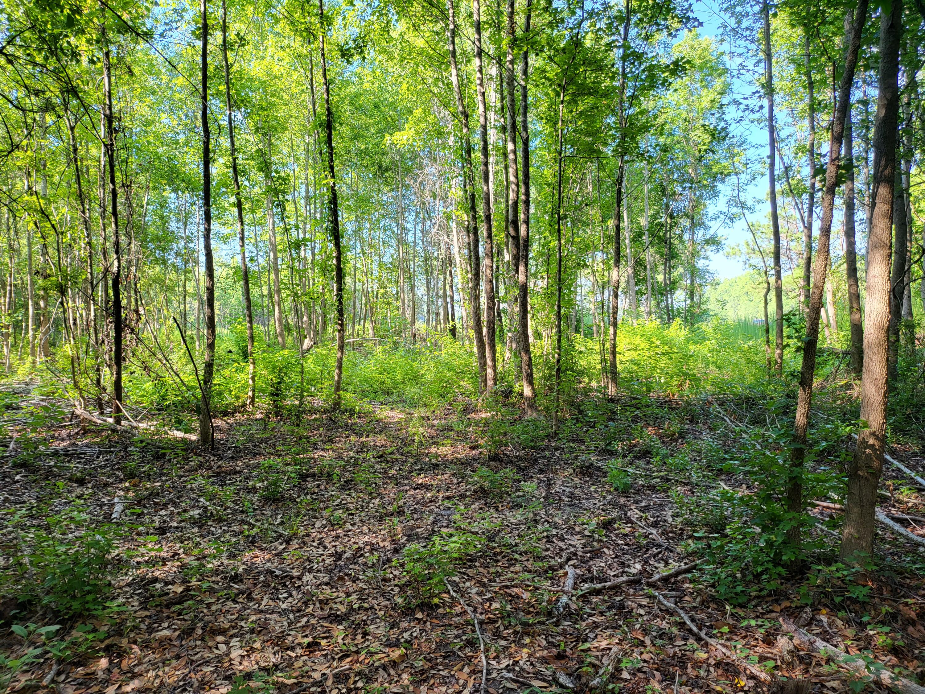 0 Old Mill Road St. Stephen, SC 29479 - Photo 5 of 6 20220623_091214