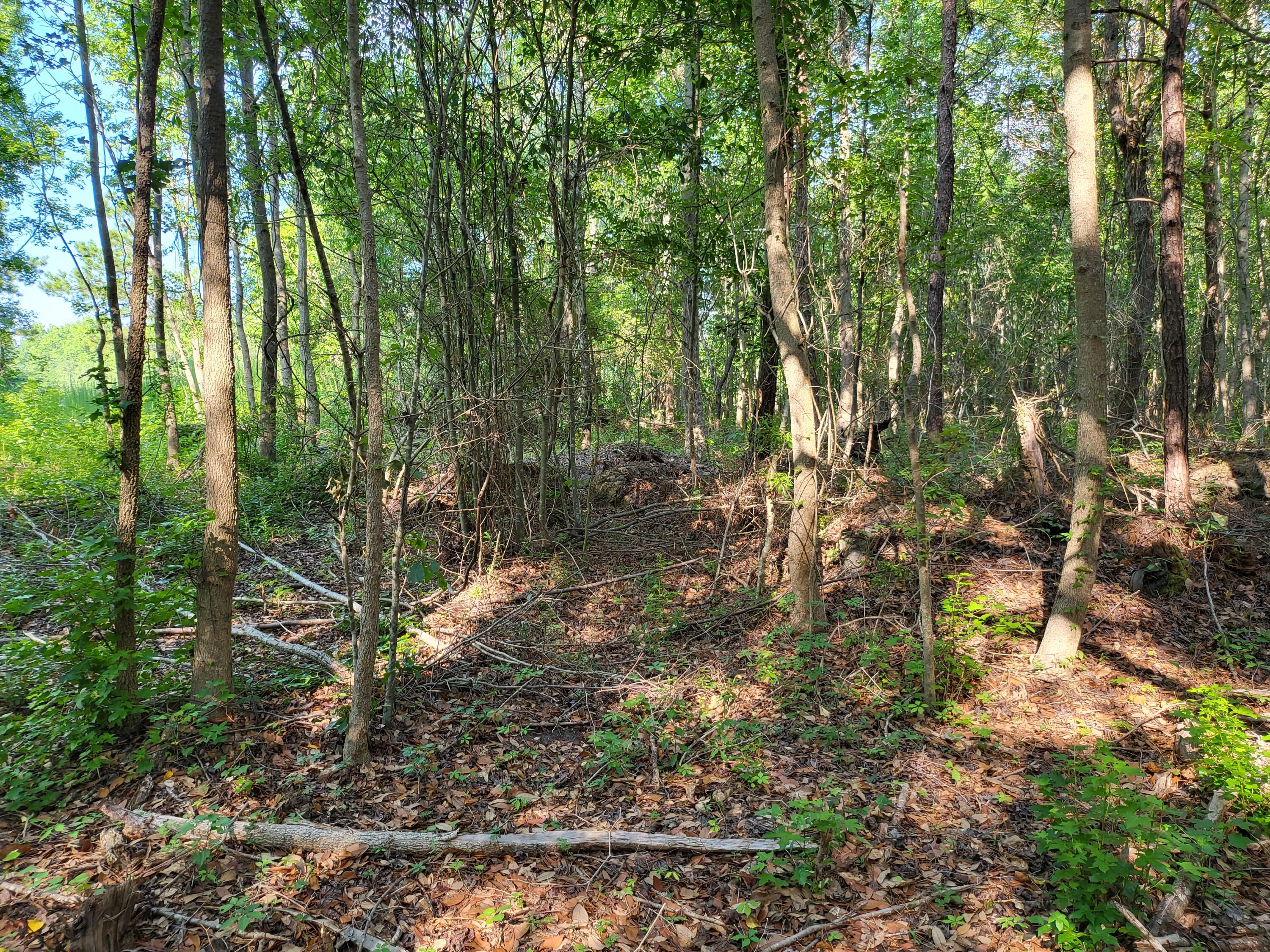 0 Old Mill Road St. Stephen, SC 29479 - Photo 6 of 6 20220623_091219