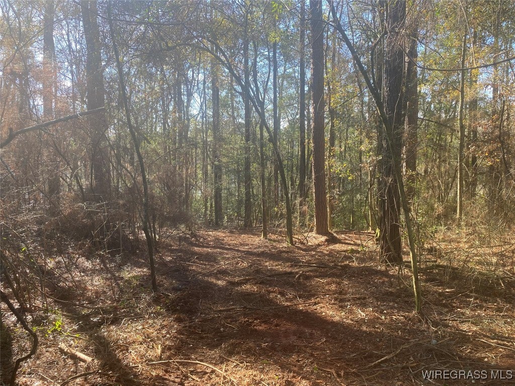 675 Lessie Culpepper Road Coffee Springs, AL 36318 - Photo 7 of 18 Gallery Image 7