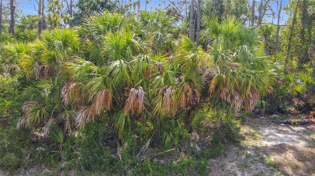 356 Lindon Street Port Charlotte, FL 33954 - Photo 12 of 18 a close up of a plant