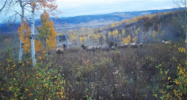 a view of a bunch of trees and bushes