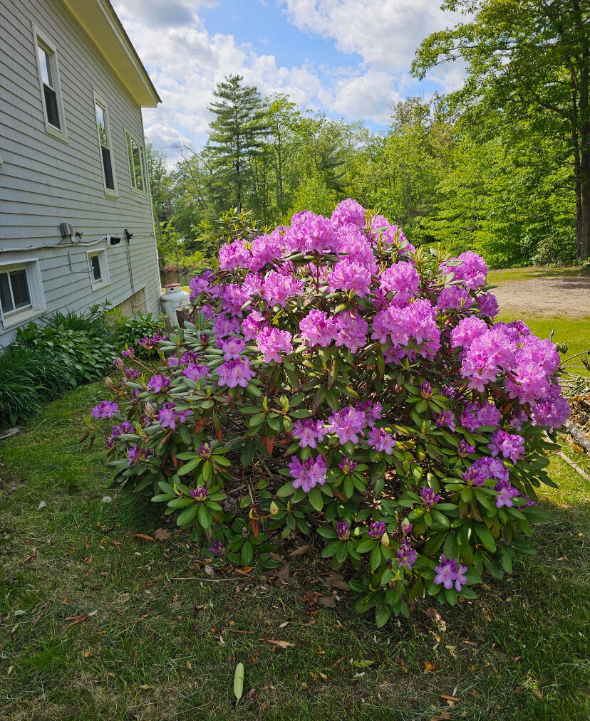 24 Emery Corner Road Limerick, ME 04048 - Photo 31 of 45 In bloom