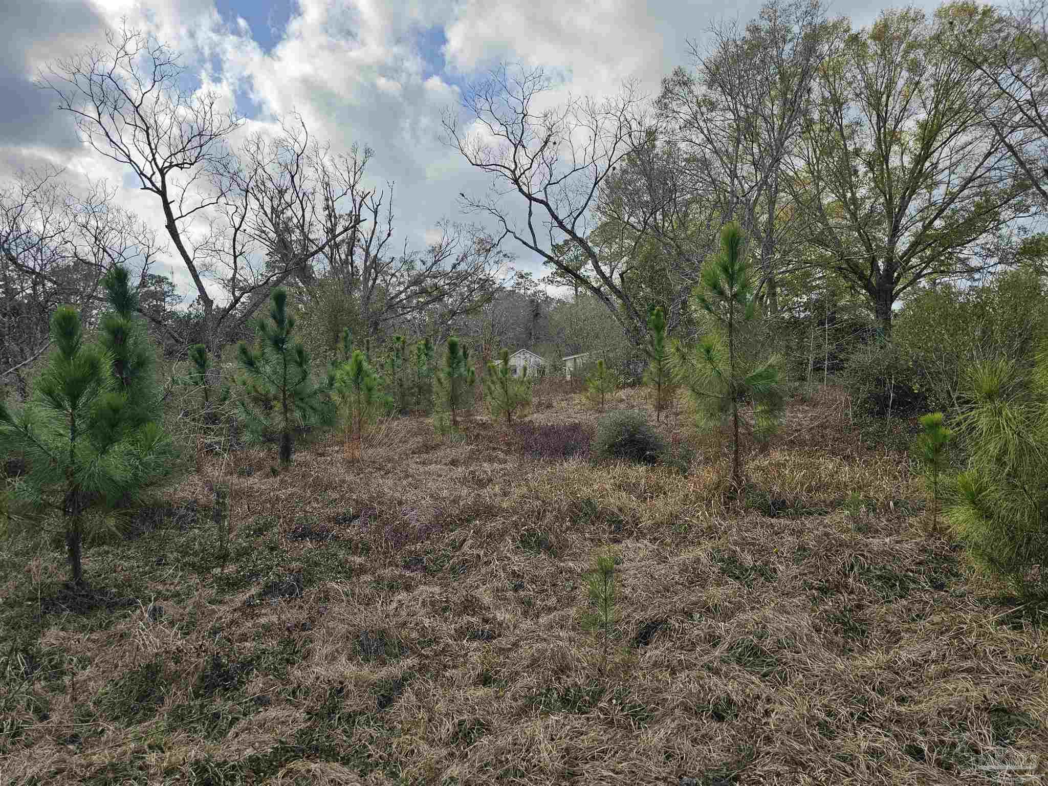29640 Highway 98 Elberta, AL 36530 - Photo 17 of 19 a view of a forest with trees in the background