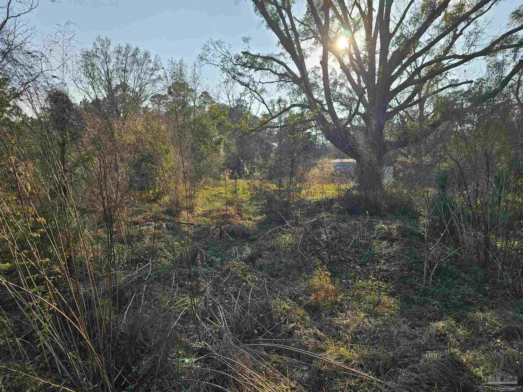 29640 Highway 98 Elberta, AL 36530 - Photo 5 of 19 a view of a yard with a tree