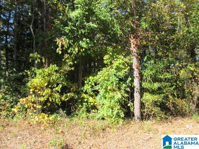 0 Avery Road Oneonta, AL 35121 - Photo 6 of 16