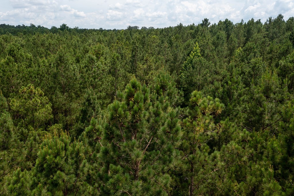 3 Comers Pond Road Pittsview, AL 36871 - Photo 9 of 51
