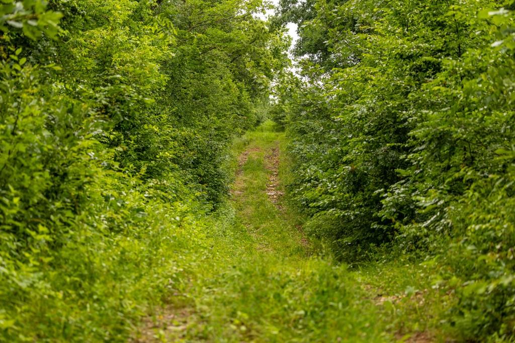 Tbd Norris Road Rayville, MO 64084 - Photo 26 of 35