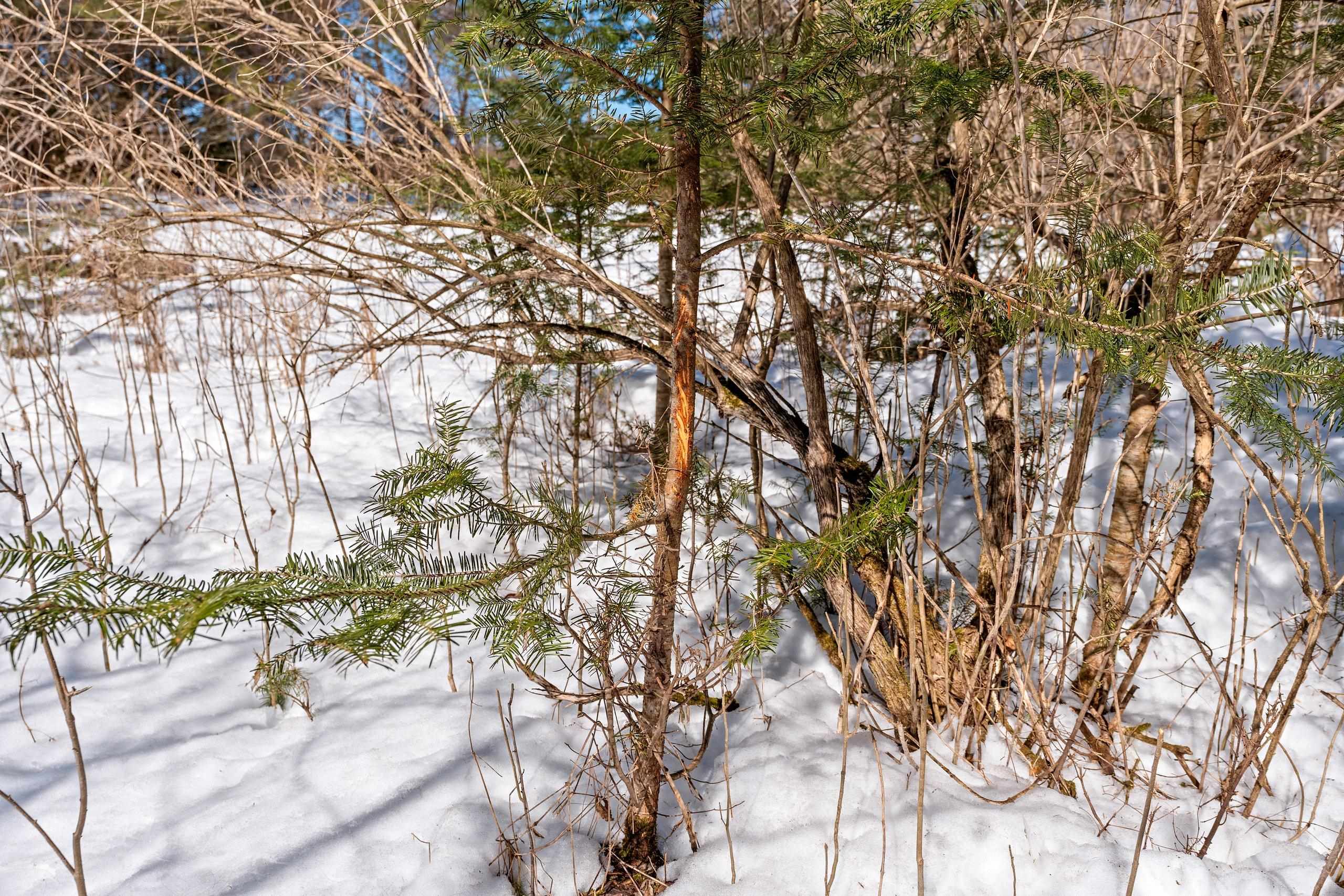 0 Menge Tigerton, WI 54486 - Photo 25 of 38