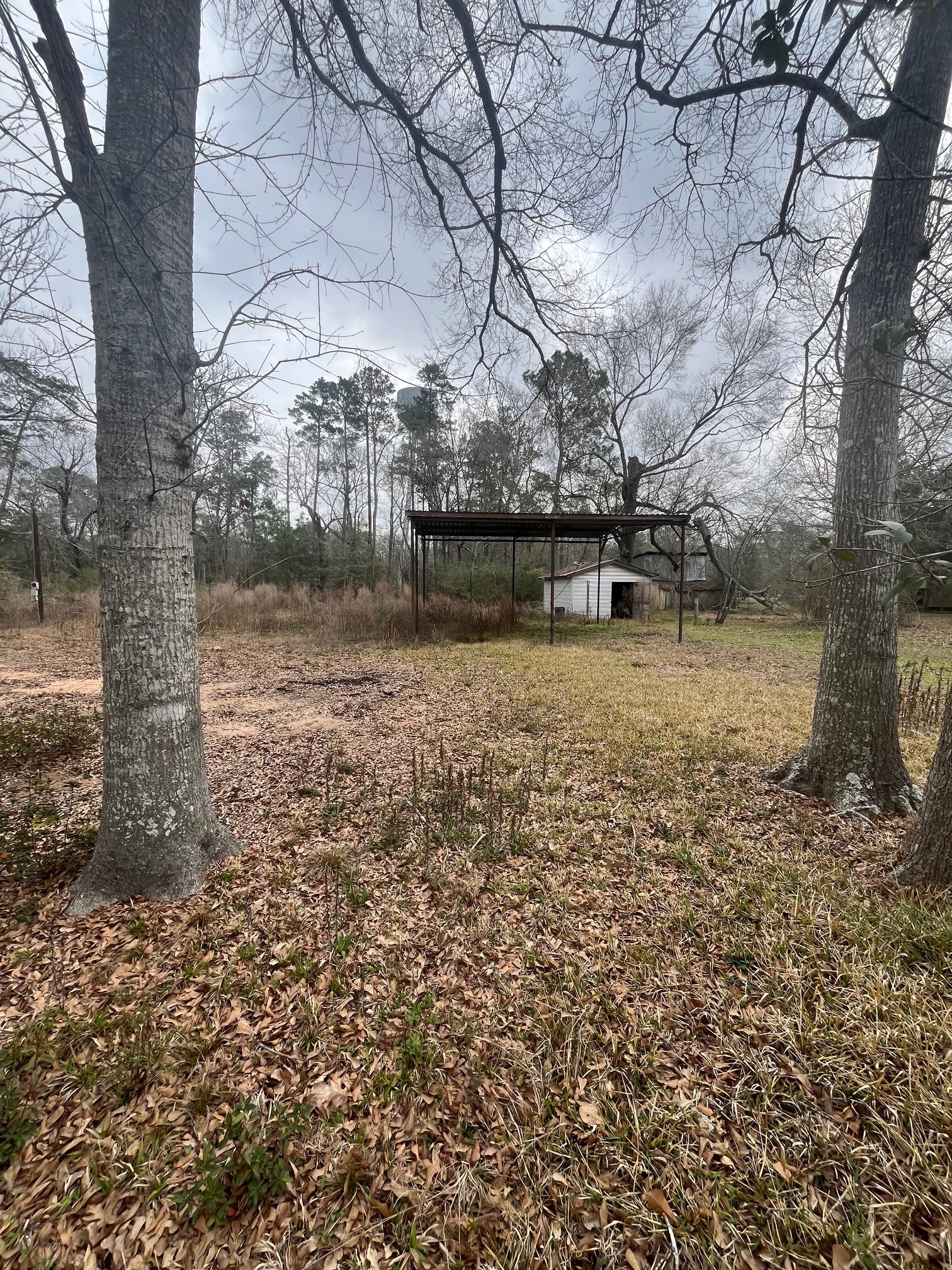 48 Magnolia Road New Caney, TX 77357 - Photo 7 of 12 a view of a yard with large trees