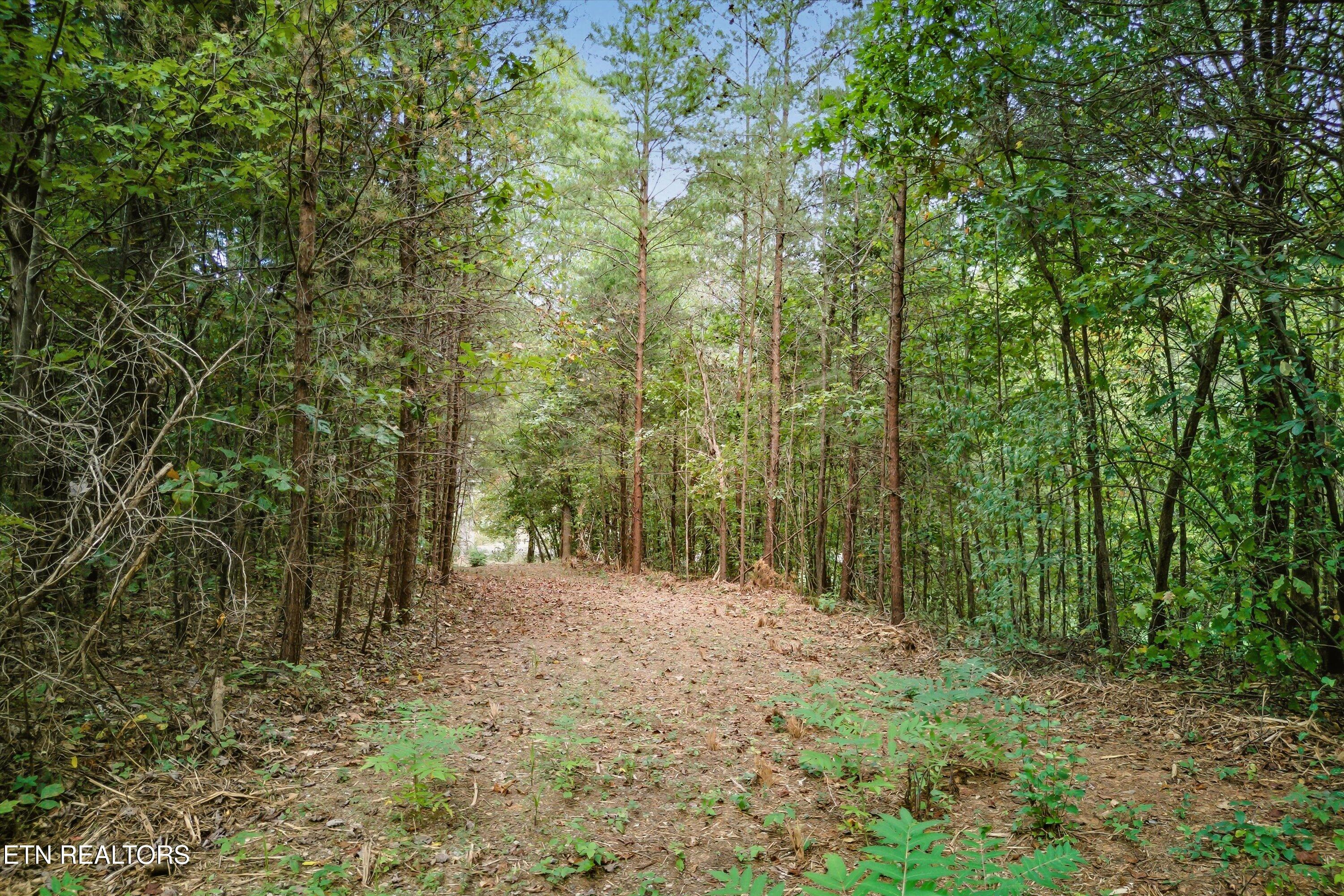 173 Akins Road Tellico Plains, TN 37385 - Photo 16 of 28 26-173 Atkins Rd-26