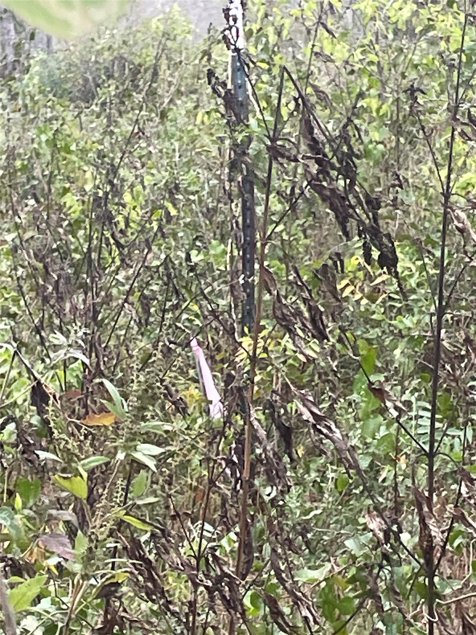 0 Balch Road Elgin, TX 78621 - Photo 3 of 3 View of wooded area