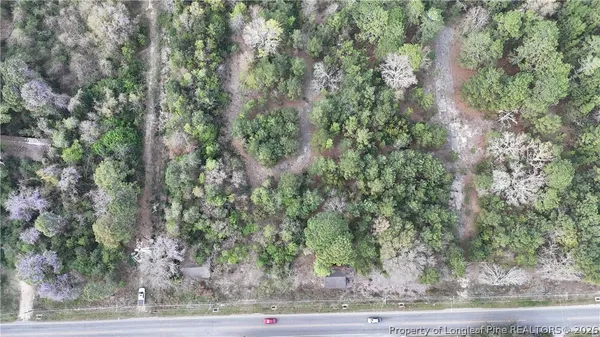 a view of a forest with a tree