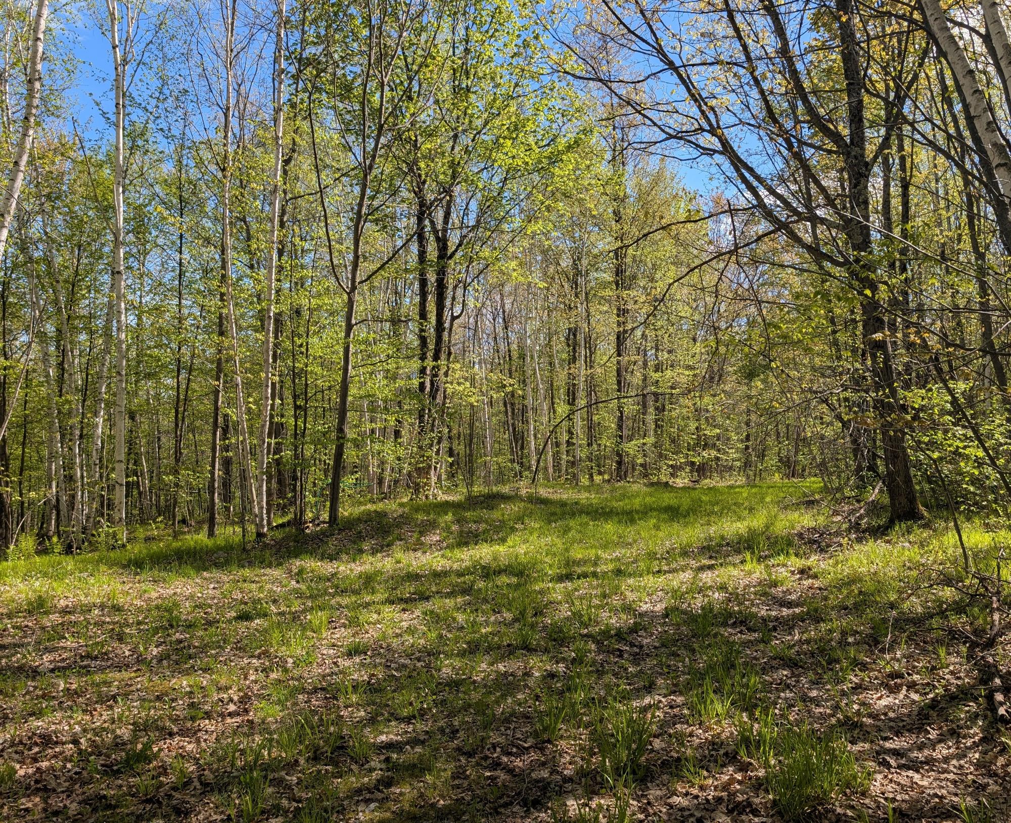 0 Spring Road Ogema, WI 54459 - Photo 19 of 52 Gallery Image 19